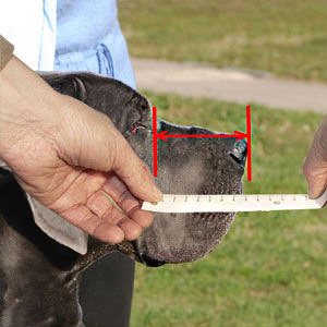 How to measure your dog for good fit muzzle