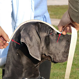 How to measure your dog for good fit muzzle