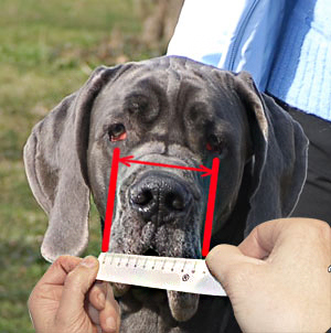 How to measure your dog for good fit muzzle