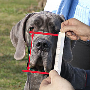 How to measure your dog for good fit muzzle